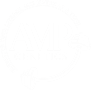 AMP Genetics : AMP Genetics