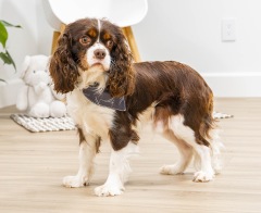 Barkley AKC - King Charles Cavalier