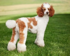 1. Firestone AKC - Poodle Miniature