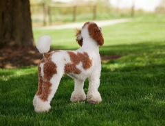 1. Firestone AKC - Poodle Miniature