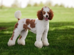 1. Firestone AKC - Poodle Miniature