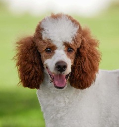 1. Firestone AKC - Poodle Miniature