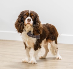 Barkley AKC - King Charles Cavalier