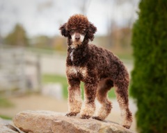 Prancer - Poodle Miniature