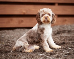 Champion  - Cavapoo