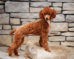 Trigger - Poodle Miniature