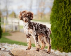 Cyrus - Poodle Miniature