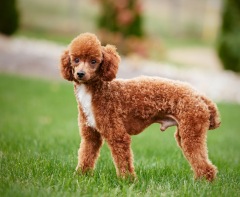 Trigger - Poodle Miniature