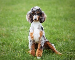 Grady - Poodle Miniature