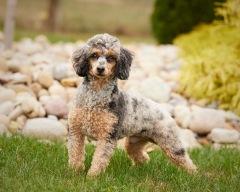 Charlie - Poodle Miniature