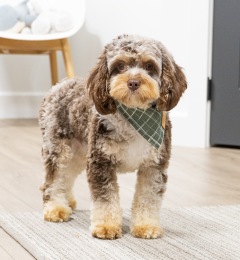 Champion  - Cavapoo