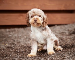 Champion  - Cavapoo