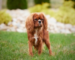 Dallas AKC - King Charles Cavalier