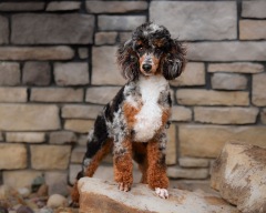 Grady - Poodle Miniature