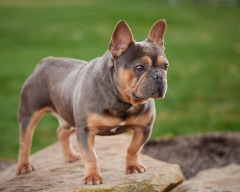 Alexander AKC - French Bulldog 