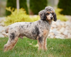 Charlie - Poodle Miniature