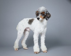 Buck - Poodle Miniature