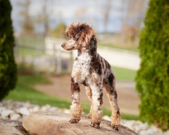 Cyrus - Poodle Miniature