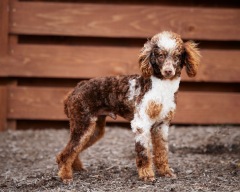 Grainger - Poodle Miniature