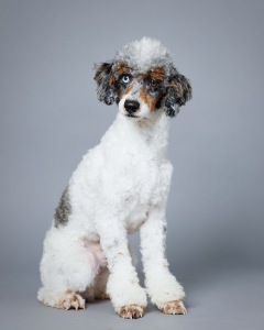 Buck - Poodle Miniature