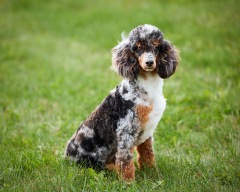 Grady - Poodle Miniature