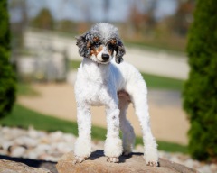 Buck - Poodle Miniature