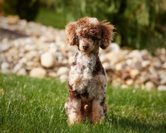 Cyrus - Poodle Miniature