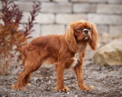 Dallas AKC - King Charles Cavalier