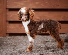 Grainger - Poodle Miniature