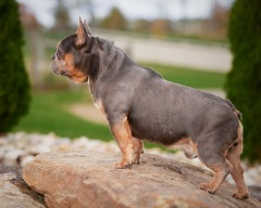 Alexander AKC - French Bulldog 