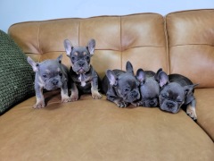 Alexander AKC - French Bulldog 