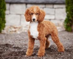 Porter - Poodle Miniature