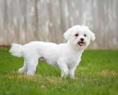 Bingo - Maltese