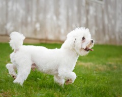 Bingo - Maltese