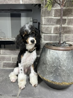 Silas - Poodle Miniature