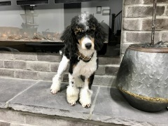 Silas - Poodle Miniature