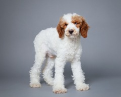 Arlo - Poodle Miniature