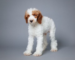 Arlo - Poodle Miniature