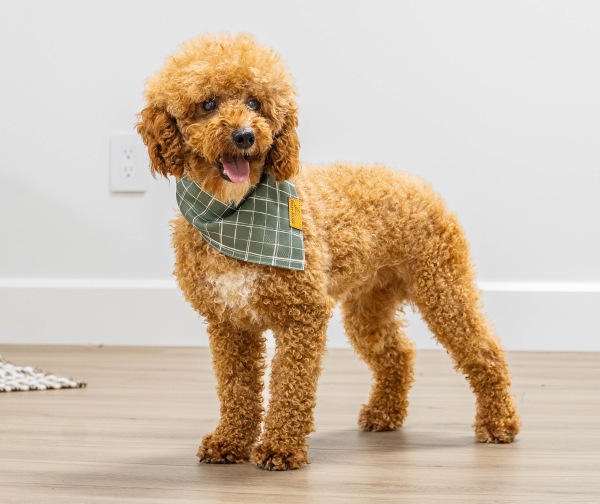 Poodle Miniature