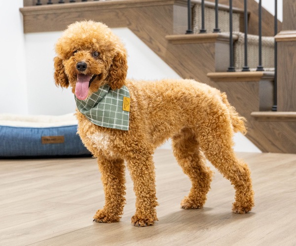 Poodle Miniature