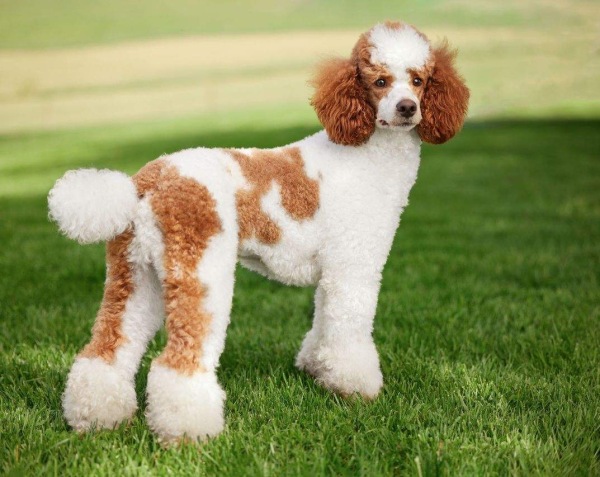 Poodle Miniature