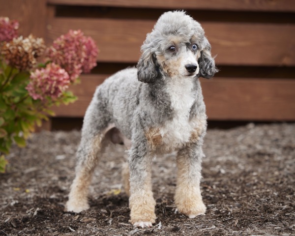 Poodle Miniature