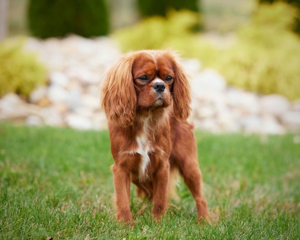 King Charles Cavalier