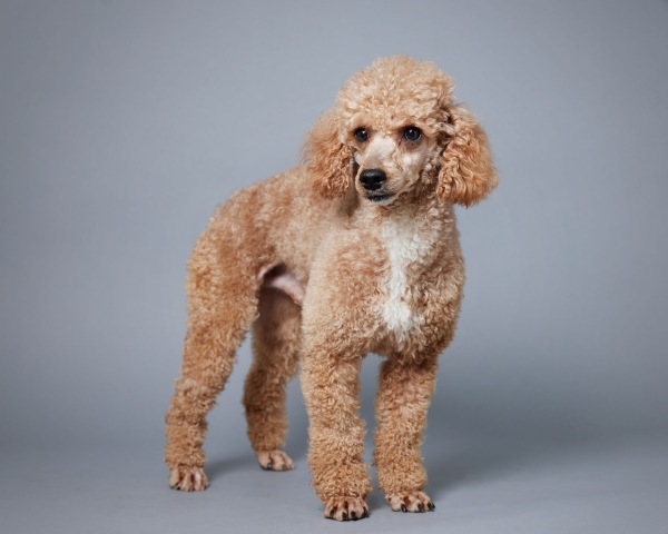 Poodle Miniature