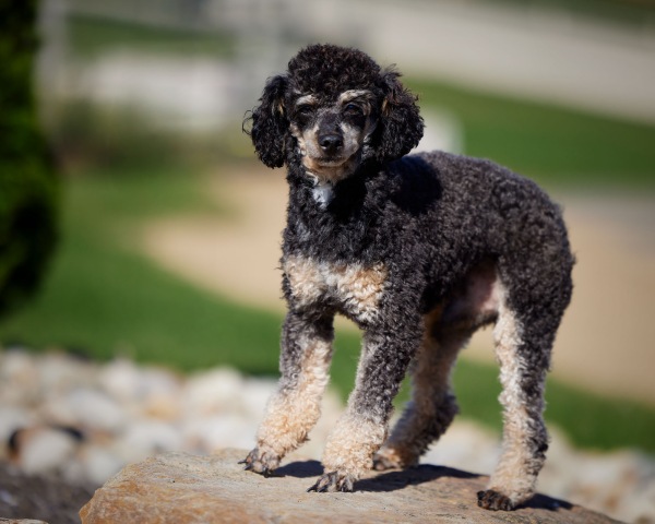 Poodle Miniature