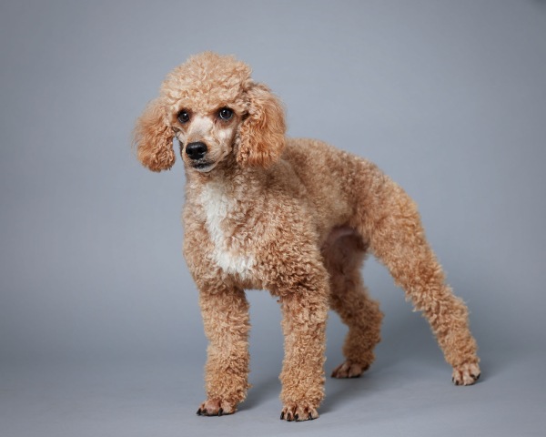 Poodle Miniature