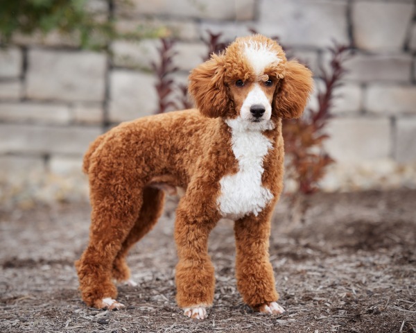 Poodle Miniature