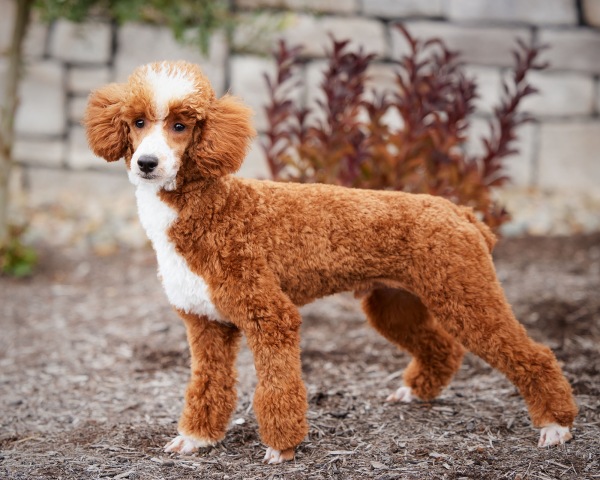 Poodle Miniature