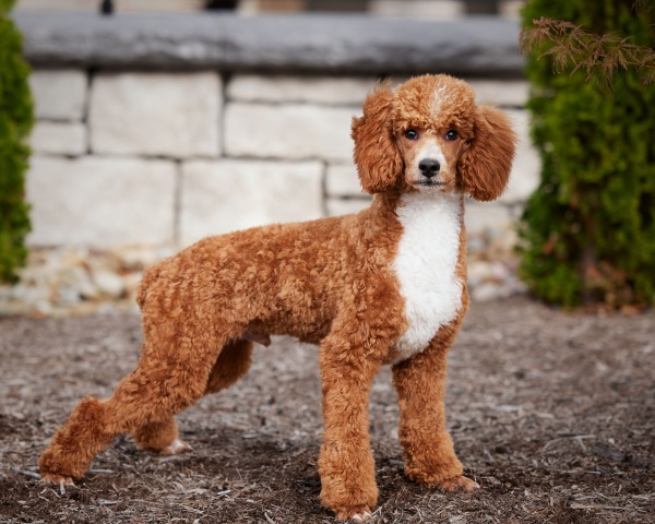 Poodle Miniature