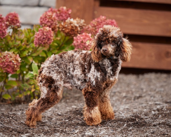 Snickers - Poodle Miniature